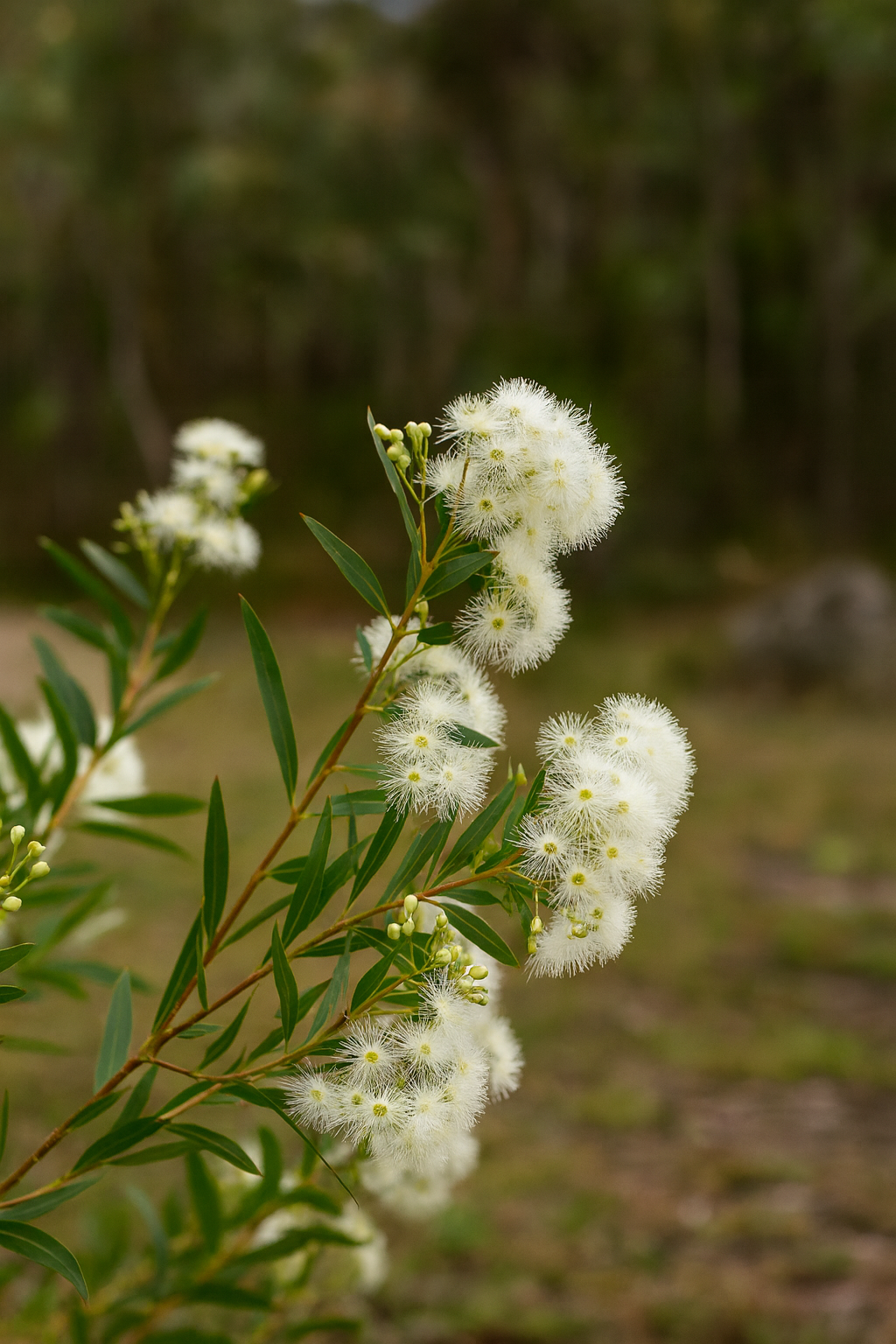 White Flowered Wattle